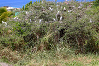 cr50-1839